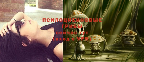 прущие грибы Аркадак